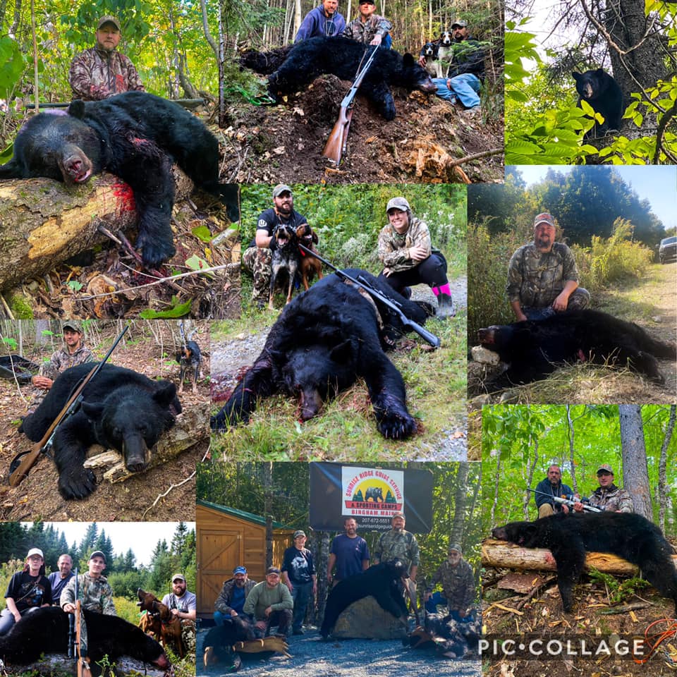 Black Bear Hunted Down by People