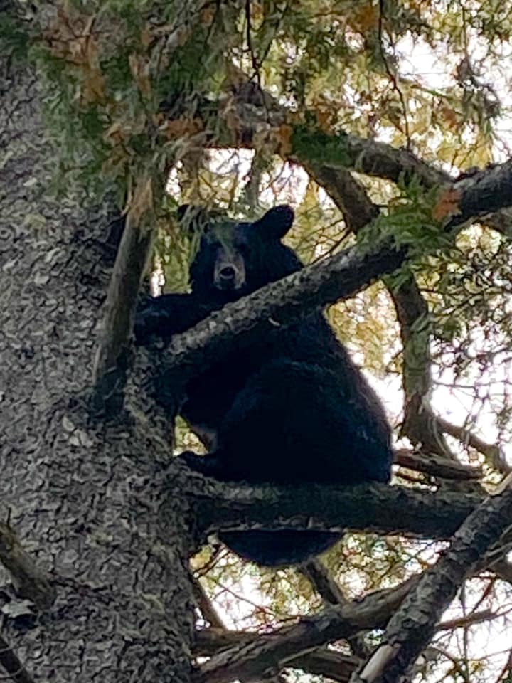 Black Bear Climbing the Tree