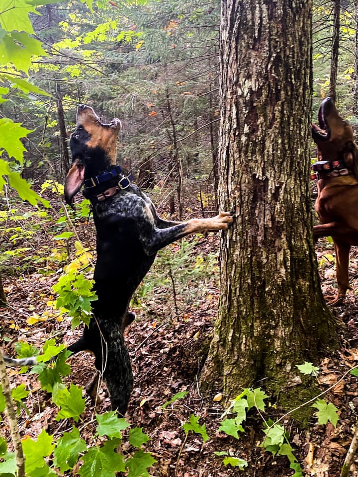 Dog Near Tree