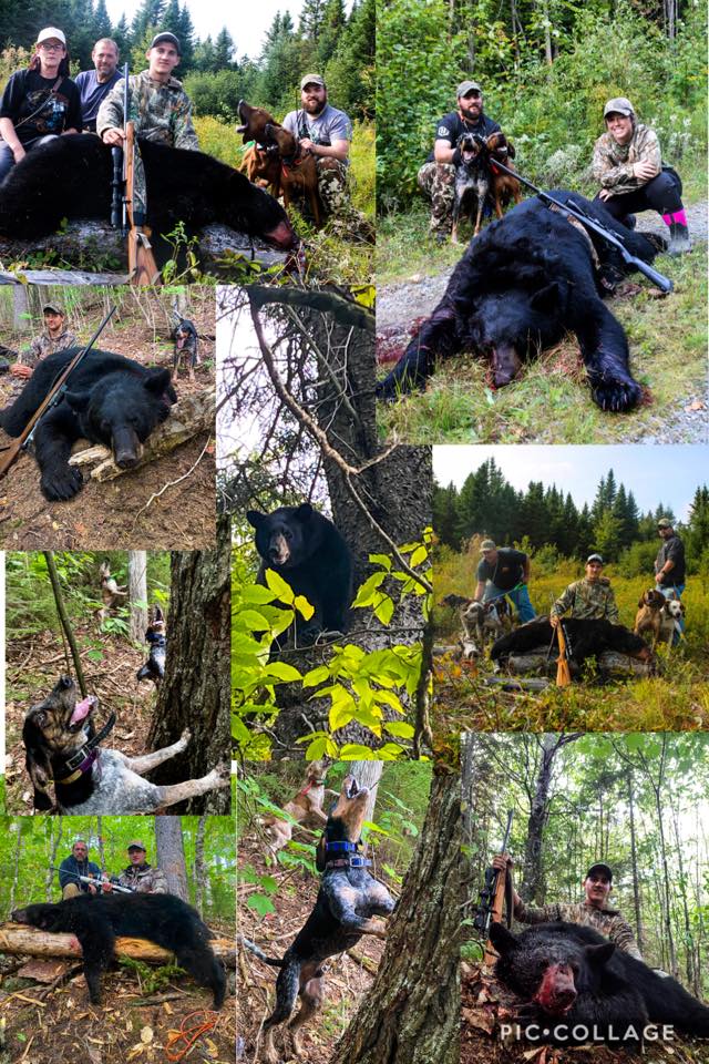 Collage of Hunted Down Black Bear